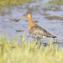 Black-tailed godwit (Limosa limosa) walking in shallow water in a bog, snipe birds, wildlife,