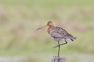 Black-tailed godwit (limosa limosa), on a perch, on a fence post, snipe birds, wildlife, nature