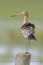 Black-tailed godwit (limosa limosa), on a perch, on a fence post, snipe birds, wildlife, nature