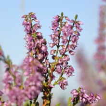 Flowering heather (Calluna vulgaris), heather, Trupacher Heide nature reserve, Siegen, North