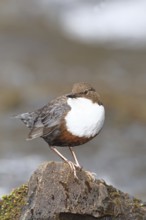 White-throated White-throated Dipper (Cinclus cinclus) standing with prey on a stone in the middle