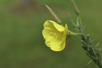 Evening primrose (Oenothera biennis), yellow flower in a garden, close-up, Wilnsdorf, North