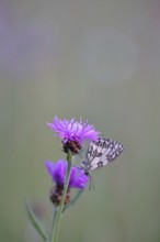 Checkerspot butterfly (Melanargia galathea) in a meadow knapweed (Centaurea jacea), underside of