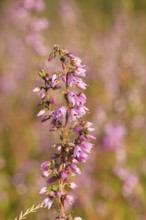 Flowering heather (Calluna vulgaris), heather, Trupacher Heide nature reserve, Siegen, North