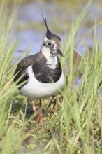 Lapwing (Vanellus vanellus), in splendid plumage, foraging in a marshy meadow, wildlife, Lembruch,