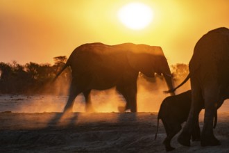 Shadow, African elephant (Loxodonta africana), sunset, Savuti, Chobe National Park, Botswana