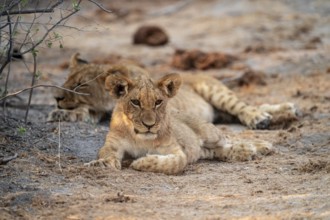 Cub, lion (Panthera leo), Savuti, Chobe National Park, Botswana