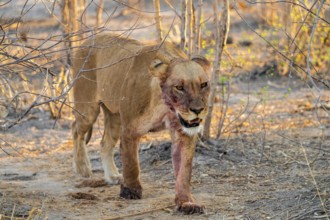 Lioness with blood directly after a successful kill, lion (Panthera leo) on the hunt, Savuti, Chobe