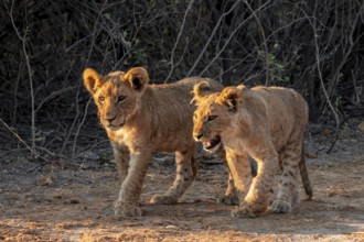 Two cubs, lion (Panthera leo), Savuti, Chobe National Park, Botswana