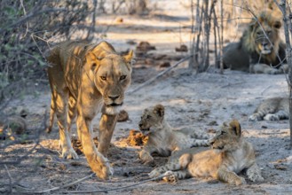 Mother and cubs, lion (Panthera leo) lying, Savuti, Chobe National Park, Botswana