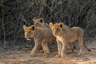 Three cubs, lion (Panthera leo), Savuti, Chobe National Park, Botswana