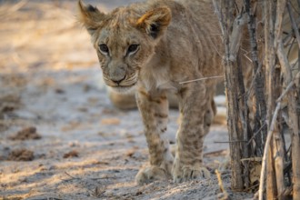 Cub, lion (Panthera leo) curious, Savuti, Chobe National Park, Botswana