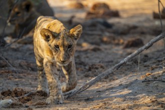 Cub, lion (Panthera leo) running, Savuti, Chobe National Park, Botswana