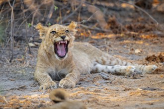 Cub, lion (Panthera leo) yawning, Savuti, Chobe National Park, Botswana