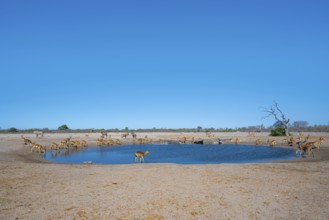Impalas and various animals at the waterhole, Savuti, Chobe National Park, Botswana