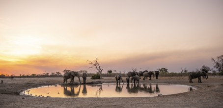 Elephants and various animals at the waterhole, Savuti, Chobe National Park, Botswana