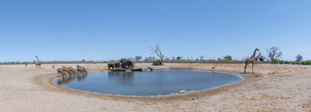 Elephant kudus and giraffes, various animals at the waterhole, Savuti, Chobe National Park National
