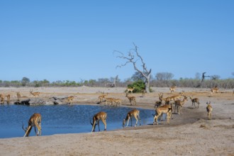 Various animals at the waterhole, Savuti, Chobe National Park, Botswana