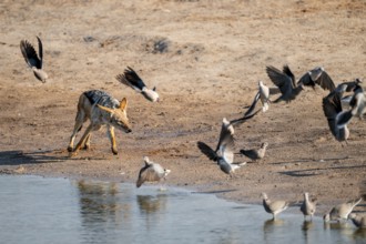Black-backed jackal (Lupulella mesomelas) hunting pigeons, Savuti, Chobe National Park, Botswana
