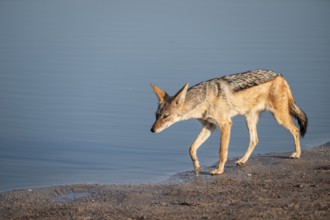 Black-backed jackal (Lupulella mesomelas) at a waterhole, Savuti, Chobe National Park, Botswana