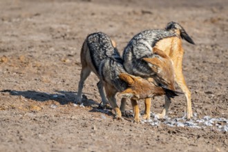 Two black-backed jackals (Lupulella mesomelas) hunting a pigeon, Savuti, Chobe National Park,