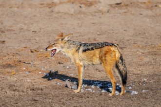Black-backed jackal (Lupulella mesomelas) hunting a pigeon, Savuti, Chobe National Park, Botswana