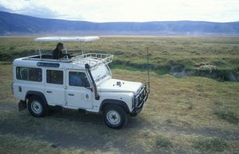 Safari, tourists watch a lioness resting next to her prey from a safari vehicle in the Ngorongoro