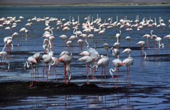 Flamingos, Ngorongoro crater, Tanzania, Africa, June 2000, vintage, retro, old, historic