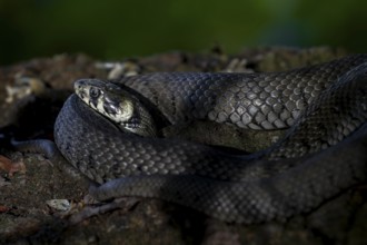 The grass snake (Natrix natrix) clearly feels safe, as can be seen from the relaxed form in which
