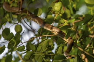 A grass snake (Natrix natrix) slithers through the branches of a tree growing on the bank of a