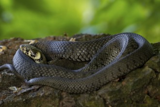 The grass snake (Natrix natrix) clearly feels safe in this spot and enjoys sunbathing, Germany