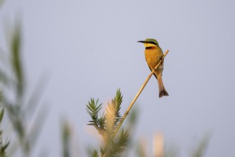 Dwarf spint (Merops pusillus), on the Kavango River, Namibia