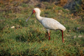 Red-faced spoonbill (Platalea alba) foraging, Ihaha, Chobe National Park, Botswana