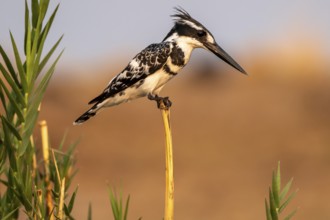Grey Kingfisher (Ceryle rudis), on the Kavango River, Namibia