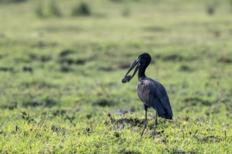 Glossy clapperbill (Anastomus lamelligerus) with food, on the Kavango River, Namibia