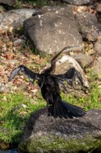 African Darter (Anhinga rufa), on the Kavango River, Namibia
