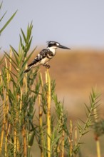 Grey Kingfisher (Ceryle rudis), on the Kavango River, Namibia