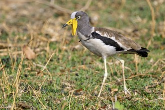White-crowned lapwing (Vanellus albiceps), Ihaha, Chobe National Park, Botswana