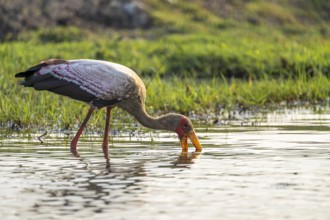 Glutton (Mycteria ibis) in the water foraging on the Chobe River, Ihaha, Chobe National Park,