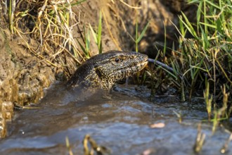 Nile monitor (Varanus niloticus) in the water, at the Chobe River, Ihaha, Chobe National Park,