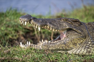 Open mouth, head and teeth, Nile crocodile (Crocodylus niloticus), Ihaha, Chobe National Park,