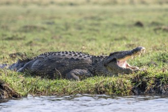 Open-mouthed Nile crocodile (Crocodylus niloticus), Ihaha, Chobe National Park, Botswana