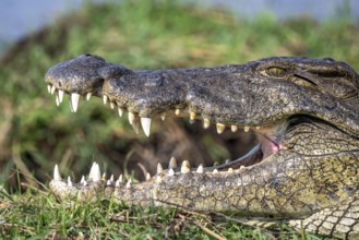 Open mouth, head and teeth, Nile crocodile (Crocodylus niloticus), detail, Ihaha, Chobe National