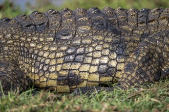 Nile crocodile (Crocodylus niloticus), detail of scales and skin, Ihaha, Chobe National Park,