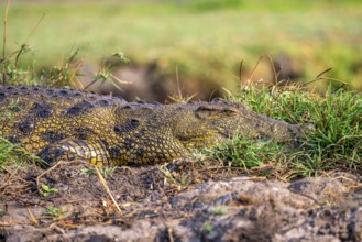 Nile crocodile (Crocodylus niloticus), Ihaha, Chobe National Park, Botswana