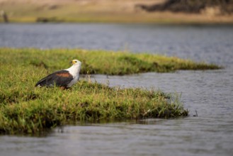 African fish eagle (Haliaeetus vocifer) on the Chobe River, Ihaha, Chobe National Park, Botswana