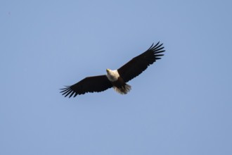 African fish eagle (Haliaeetus vocifer) in flight, Ihaha, Chobe National Park, Botswana