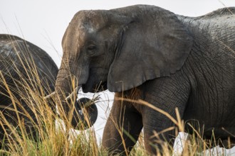 Animal portrait, African elephant (Loxodonta africana) feeding among grass, Ihaha, Chobe National