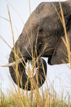 Animal portrait, African elephant (Loxodonta africana) feeding among grass, Ihaha, Chobe National