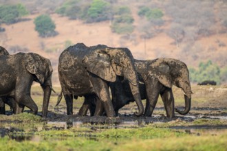 African elephant (Loxodonta africana) full of mud, herd, Ihaha, Chobe National Park, Botswana